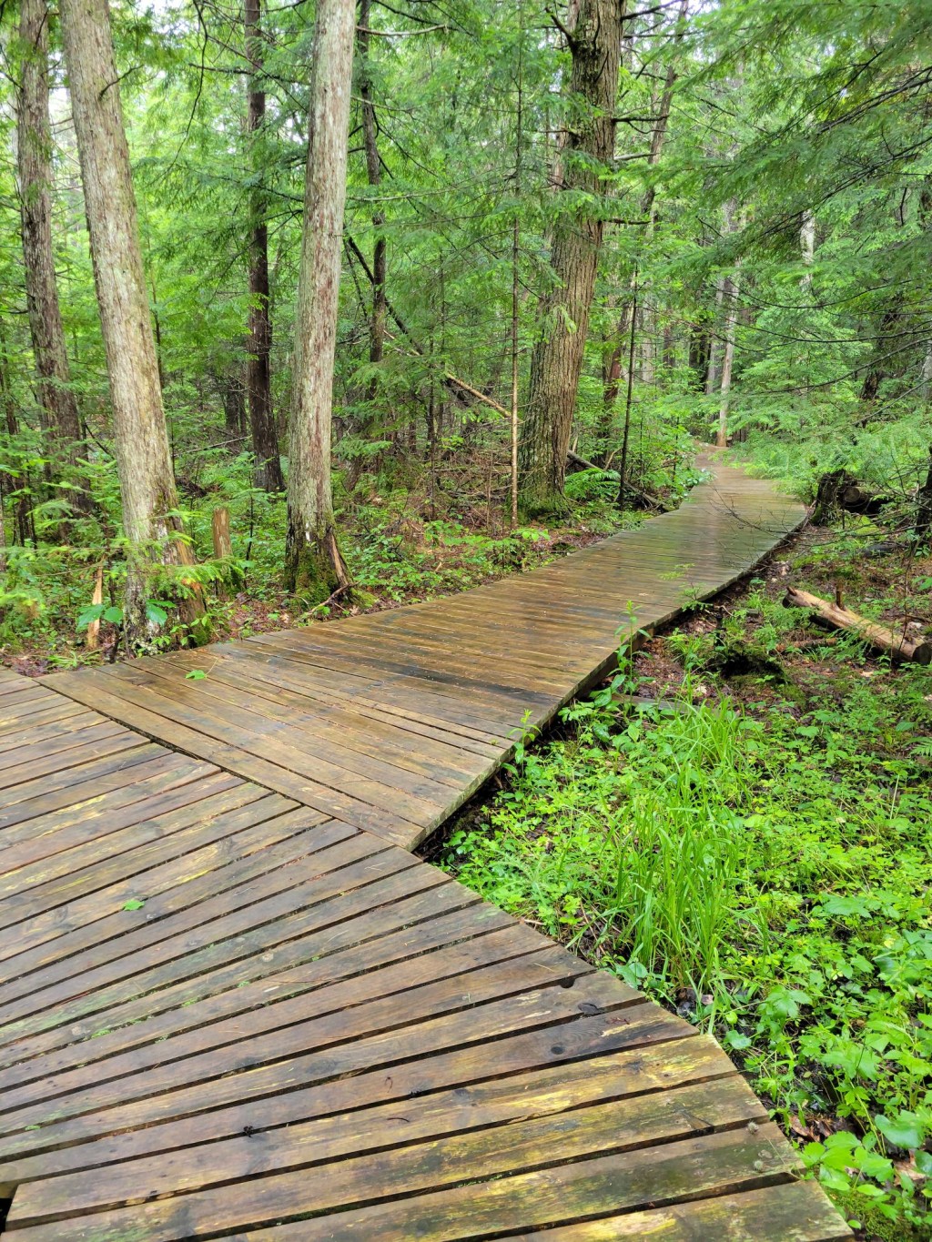 TFNC, S1E3, Kalkaska Public School&nbsp;Forest